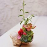 сукуленти